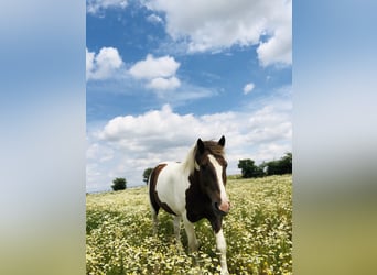 Polnisches Warmblut, Wallach, 15 Jahre, 160 cm, Schecke