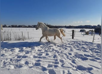 Polnisches Warmblut, Wallach, 16 Jahre, 168 cm, Schimmel