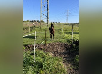 Polnisches Warmblut, Wallach, 16 Jahre, 175 cm, Brauner