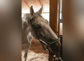 Polnisches Warmblut, Wallach, 16 Jahre, 178 cm, Apfelschimmel