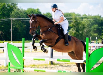 Polnisches Warmblut, Wallach, 16 Jahre, 180 cm, Brauner