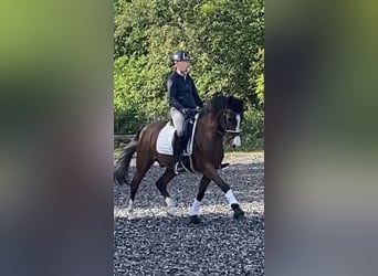Polnisches Warmblut, Wallach, 17 Jahre, 148 cm, Brauner