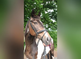Polnisches Warmblut, Wallach, 17 Jahre, 165 cm, Schecke