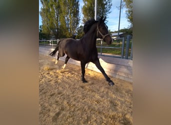 Polnisches Warmblut, Wallach, 17 Jahre, 167 cm, Brauner