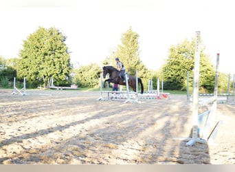 Polnisches Warmblut, Wallach, 17 Jahre, 167 cm, Brauner