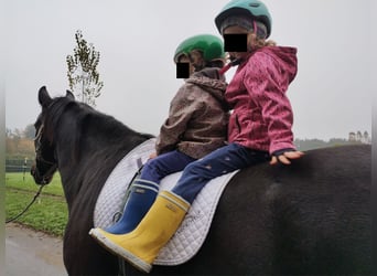 Polnisches Warmblut, Wallach, 17 Jahre, 167 cm, Brauner