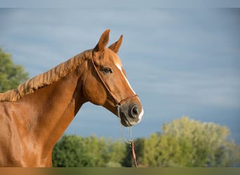 Polnisches Warmblut, Wallach, 17 Jahre, 173 cm, Fuchs