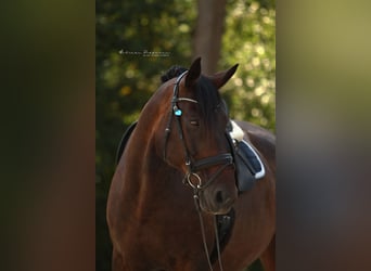 Polnisches Warmblut, Wallach, 17 Jahre, 175 cm