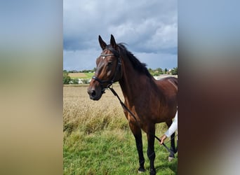 Polnisches Warmblut, Wallach, 17 Jahre