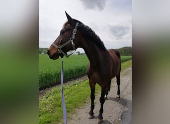 Polnisches Warmblut, Wallach, 18 Jahre, 165 cm, Brauner