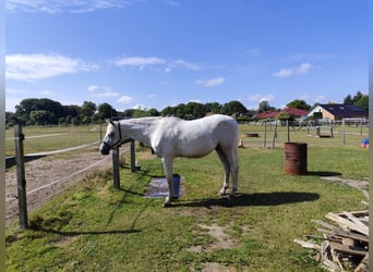 Polnisches Warmblut, Wallach, 18 Jahre, 167 cm, Schimmel