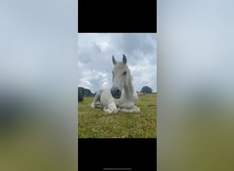 Polnisches Warmblut, Wallach, 18 Jahre, 167 cm, Schimmel