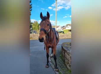 Polnisches Warmblut, Wallach, 18 Jahre, 170 cm, Brauner