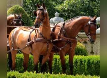 Polnisches Warmblut, Wallach, 18 Jahre, 172 cm, Brauner