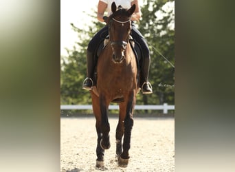 Polnisches Warmblut, Wallach, 18 Jahre, 175 cm