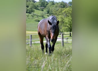 Polnisches Warmblut, Wallach, 18 Jahre, 175 cm