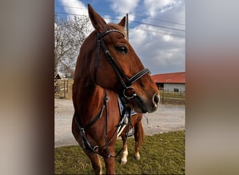 Polnisches Warmblut, Wallach, 20 Jahre, 167 cm, Fuchs