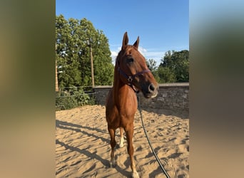 Polnisches Warmblut, Wallach, 20 Jahre, 167 cm, Fuchs