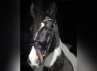 Polnisches Warmblut, Wallach, 22 Jahre, 162 cm, Schecke