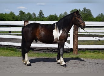 Polnisches Warmblut Mix, Wallach, 2 Jahre, 165 cm, Schecke