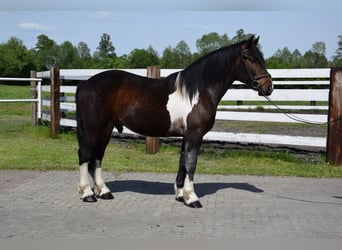 Polnisches Warmblut Mix, Wallach, 2 Jahre, 165 cm, Schecke