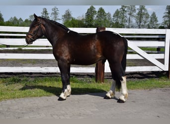 Polnisches Warmblut Mix, Wallach, 2 Jahre, 165 cm, Schecke