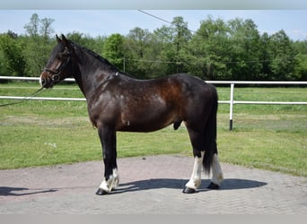 Polnisches Warmblut Mix, Wallach, 2 Jahre, 167 cm, Schecke