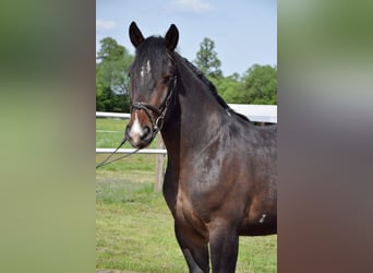 Polnisches Warmblut Mix, Wallach, 2 Jahre, 167 cm, Schecke