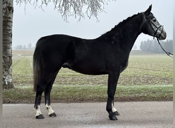 Polnisches Warmblut, Wallach, 3 Jahre, 157 cm, Rappschimmel