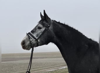 Polnisches Warmblut, Wallach, 3 Jahre, 157 cm, Rappschimmel