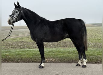 Polnisches Warmblut, Wallach, 3 Jahre, 157 cm, Rappschimmel