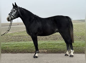 Polnisches Warmblut, Wallach, 3 Jahre, 157 cm, Rappschimmel