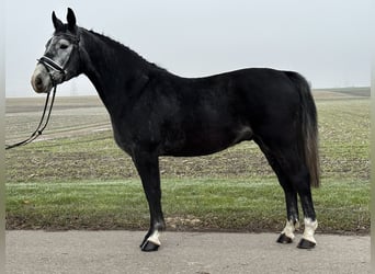 Polnisches Warmblut, Wallach, 3 Jahre, 157 cm, Rappschimmel