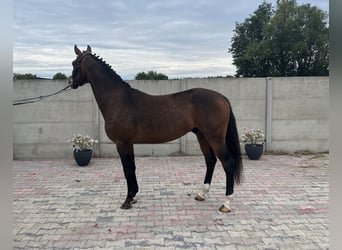 Polnisches Warmblut, Wallach, 3 Jahre, 160 cm, Brauner