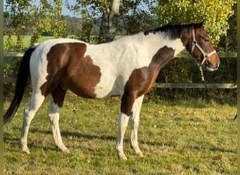 Polnisches Warmblut, Wallach, 3 Jahre, 160 cm, Schecke