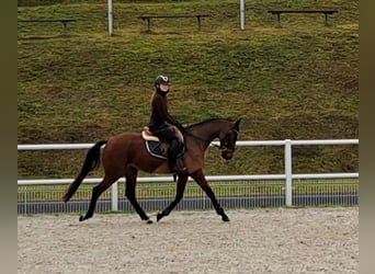 Polnisches Warmblut, Wallach, 3 Jahre, 162 cm, Brauner