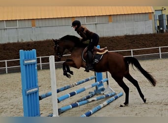 Polnisches Warmblut, Wallach, 3 Jahre, 162 cm, Brauner