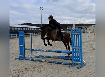 Polnisches Warmblut, Wallach, 3 Jahre, 162 cm, Brauner