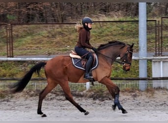 Polnisches Warmblut, Wallach, 3 Jahre, 162 cm, Brauner