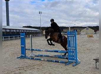 Polnisches Warmblut, Wallach, 3 Jahre, 162 cm, Brauner