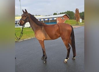 Polnisches Warmblut, Wallach, 3 Jahre, 162 cm, Brauner