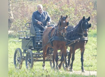 Polnisches Warmblut, Wallach, 3 Jahre, 163 cm, Brauner