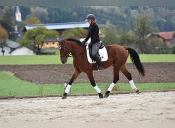 Polnisches Warmblut, Wallach, 3 Jahre, 163 cm, Brauner