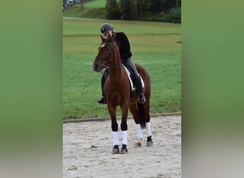 Polnisches Warmblut, Wallach, 3 Jahre, 163 cm, Brauner