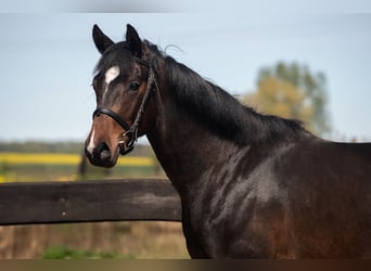Polnisches Warmblut, Wallach, 3 Jahre, 163 cm, Rotbrauner