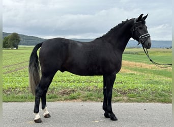 Polnisches Warmblut, Wallach, 3 Jahre, 165 cm, Rappschimmel