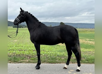 Polnisches Warmblut, Wallach, 3 Jahre, 165 cm, Rappschimmel