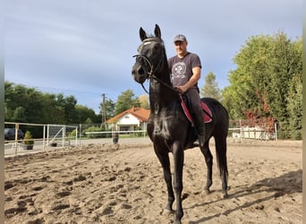 Polnisches Warmblut, Wallach, 3 Jahre, 166 cm