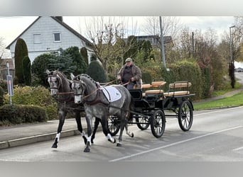 Polnisches Warmblut, Wallach, 3 Jahre, 167 cm, Schimmel