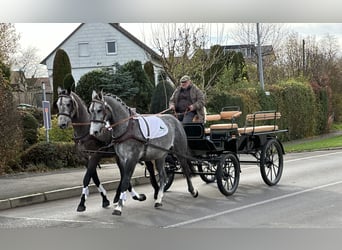 Polnisches Warmblut, Wallach, 3 Jahre, 167 cm, Schimmel